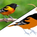 How To Convert Raster To Vector Images A Step-By-Step Guide
